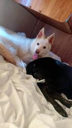 Lost Male Dog last seen Longfield and ridge road, King George, VA 22485