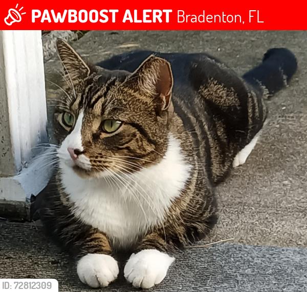 Lost Male Cat last seen 41st St w and 21st Ave W , Bradenton, FL 34205