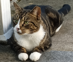 Lost Male Cat last seen 41st St w and 21st Ave W , Bradenton, FL 34205