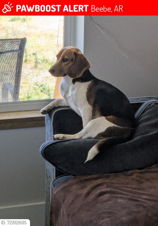 Lost Female Dog last seen Hwy 64, Beebe, AR 72012