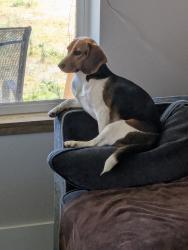 Lost Female Dog last seen Hwy 64, Beebe, AR 72012
