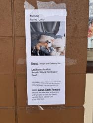 Lost Male Dog last seen Worchester court, Iliff , Aurora, CO 80014