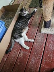 Lost Male Cat last seen Buchanan Street SW, Ronan, MT 59864