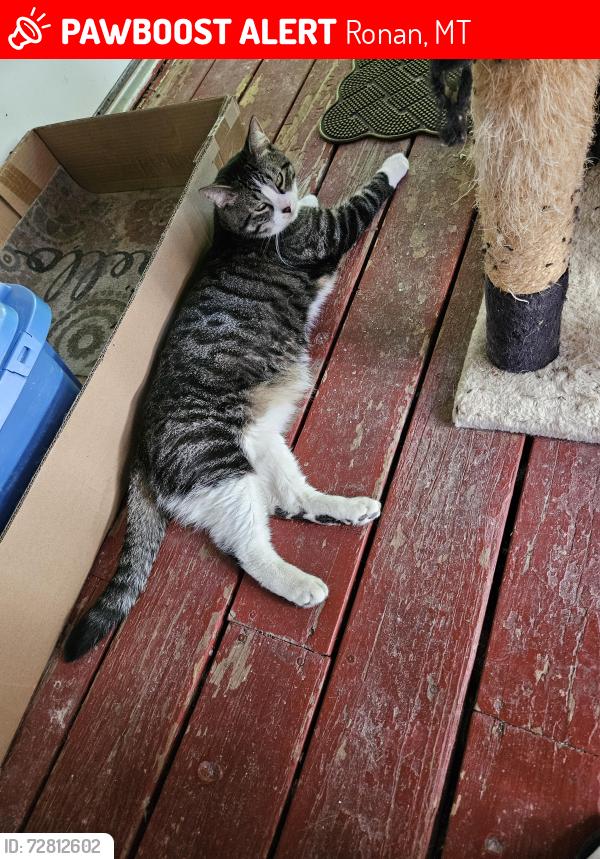 Lost Male Cat last seen Buchanan Street SW, Ronan, MT 59864