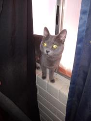 Lost Male Cat last seen apmts, Miramonte on 3rd, Tucson, AZ 85716