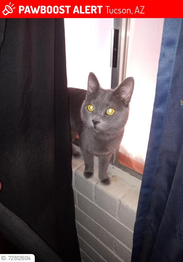 Lost Male Cat last seen apmts, Miramonte on 3rd, Tucson, AZ 85716