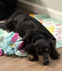 Found/Stray Male Dog last seen Miracle League Field Mobile al, Mobile County, AL 36695