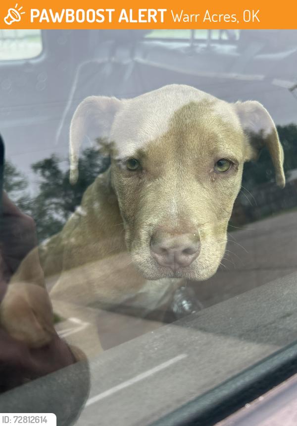 Found/Stray Female Dog last seen Near N Grove, Warr Acres, OK 73122