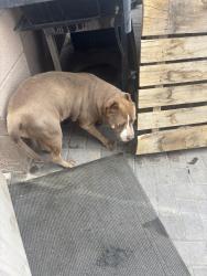 Found/Stray Female Dog last seen Lamb and Alexander , Las Vegas, NV 89115