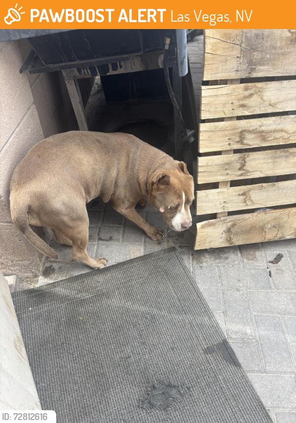 Found/Stray Female Dog last seen Lamb and Alexander , Las Vegas, NV 89115