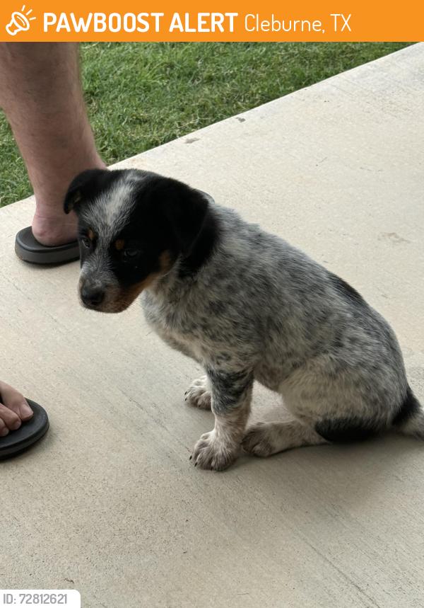 Found/Stray Female Dog last seen County rd 701 , Cleburne, TX 76031