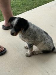 Found/Stray Female Dog last seen County rd 701 , Cleburne, TX 76031