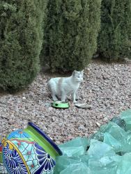Found/Stray Unknown Cat last seen Castellane Drive / Montagne Marron /Starr /brasado comm , Las Vegas, NV 89141