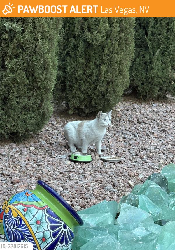 Found/Stray Unknown Cat last seen Castellane Drive / Montagne Marron /Starr /brasado comm , Las Vegas, NV 89141