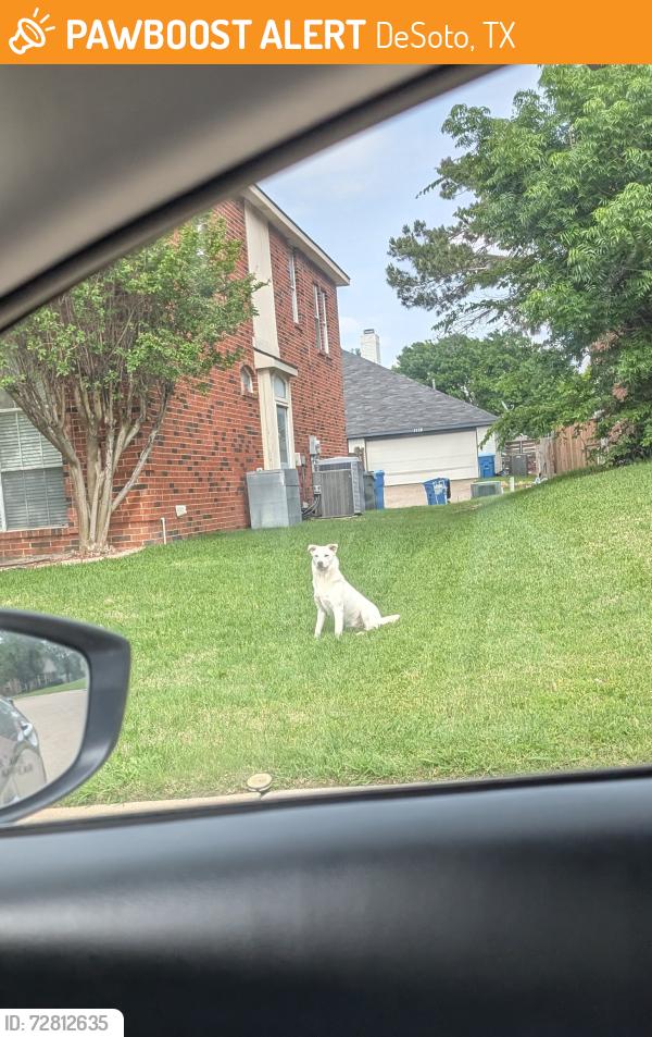 Found/Stray Unknown Dog last seen Running around on Kensington lane across from Elerson Park , DeSoto, TX 75115