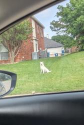 Found/Stray Unknown Dog last seen Running around on Kensington lane across from Elerson Park , DeSoto, TX 75115