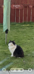 Lost Female Cat last seen Turnberry Crescent Old Monkland Coatbridge, North Lanarkshire, Scotland ML5 5JH