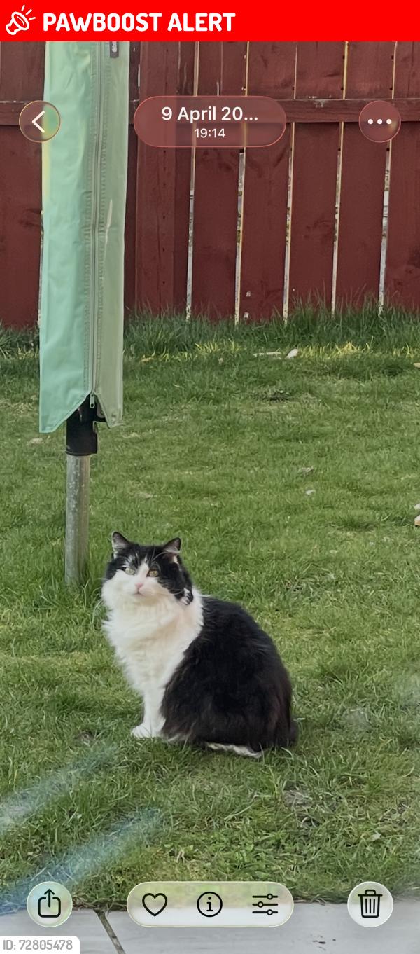 Lost Female Cat last seen Turnberry Crescent Old Monkland Coatbridge, North Lanarkshire, Scotland ML5 5JH