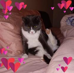 Lost Female Cat last seen Woodhall place tarneit , Tarneit, VIC 3029