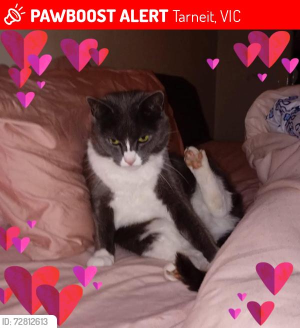 Lost Female Cat last seen Woodhall place tarneit , Tarneit, VIC 3029
