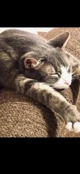 Lost Male Cat last seen HoMidas’s trail , Homosassa, FL 34448