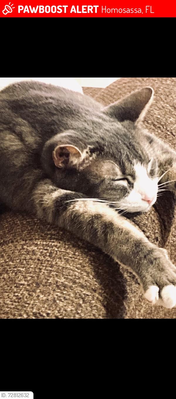 Lost Male Cat last seen HoMidas’s trail , Homosassa, FL 34448