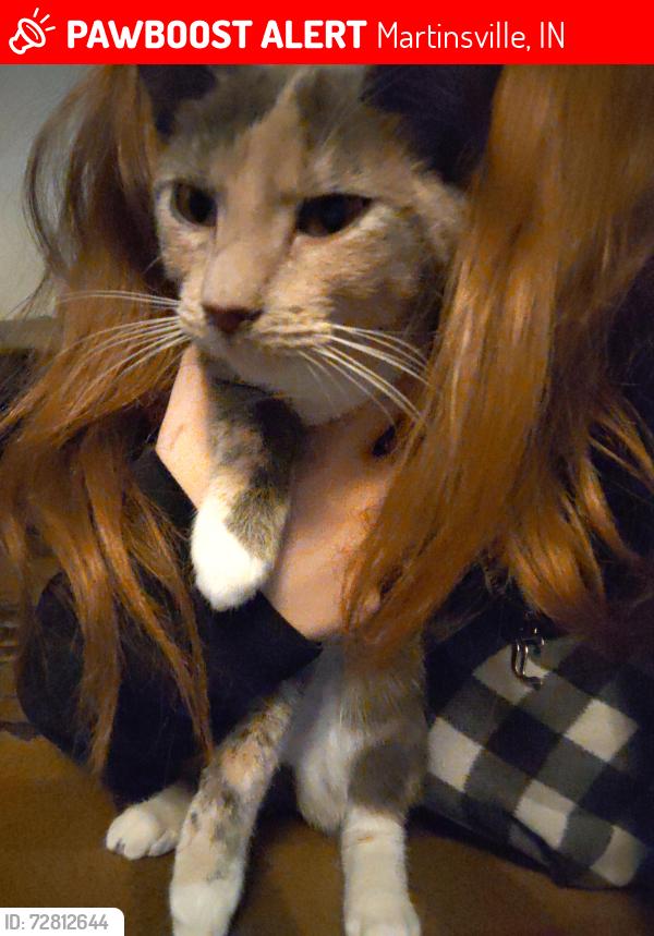 Lost Female Cat last seen Just around the address I put , Martinsville, IN 46151