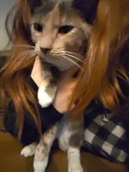 Lost Female Cat last seen Just around the address I put , Martinsville, IN 46151
