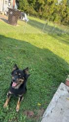 Lost Female Dog last seen Sugar Hollow Trail Piney flts, TN  37686 United States, Piney Flats, TN 37686