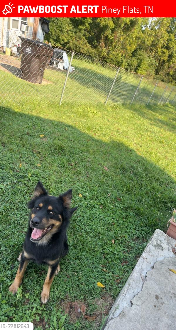 Lost Female Dog last seen Sugar Hollow Trail Piney flts, TN  37686 United States, Piney Flats, TN 37686