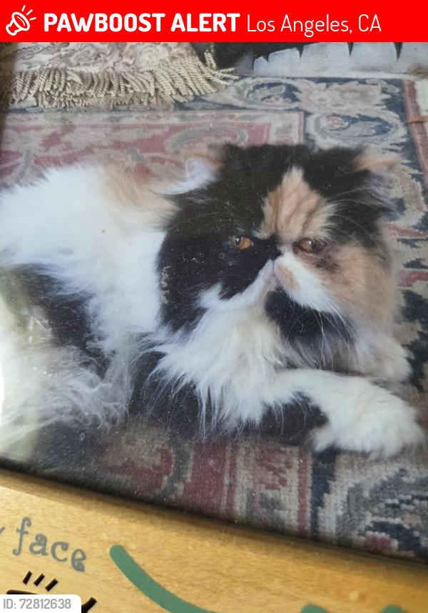 Lost Female Cat last seen Owensmouth, Los Angeles, CA 91367