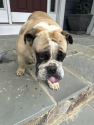 Found/Stray Female Dog last seen Rt 3 and Elleys Ford Rd, Fredericksburg, VA 22407