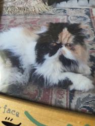 Lost Female Cat last seen Owensmouth, Los Angeles, CA 91367