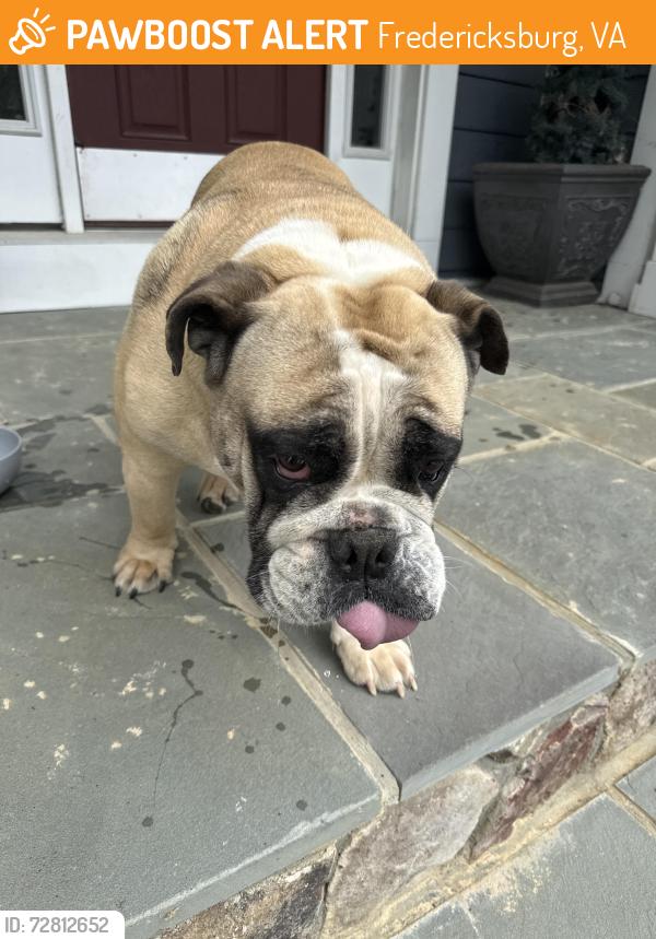 Found/Stray Female Dog last seen Rt 3 and Elleys Ford Rd, Fredericksburg, VA 22407