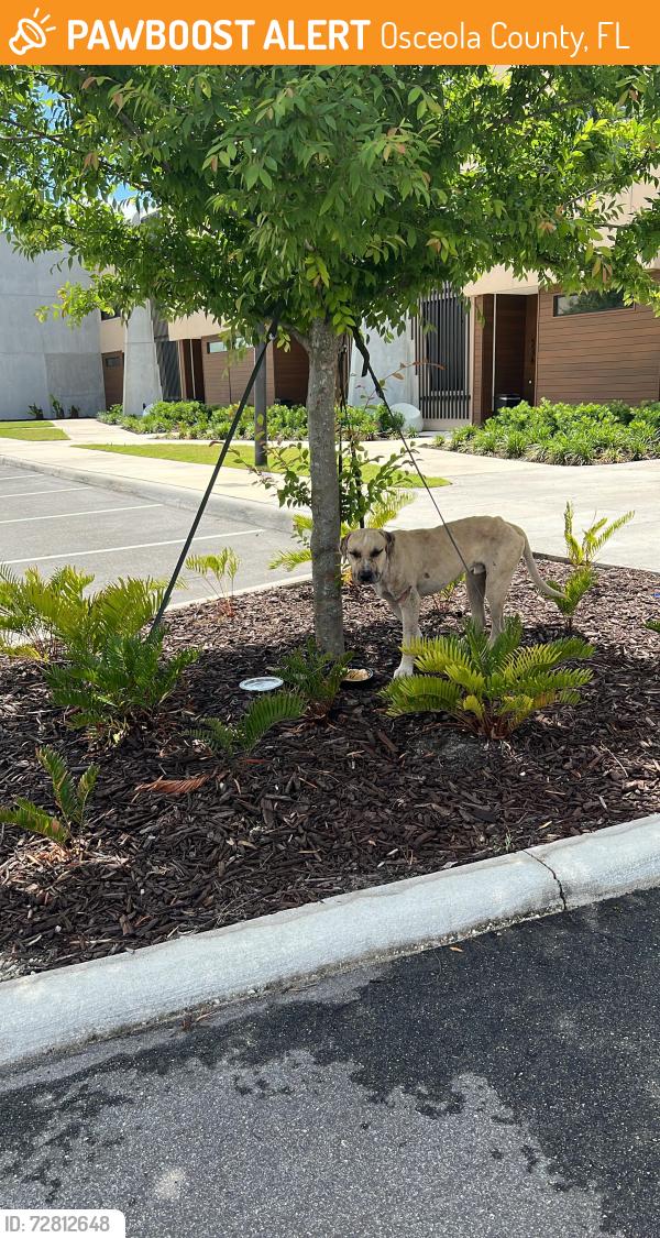 Found/Stray Male Dog last seen Near Old Town Kissimmee , Osceola County, FL 34746