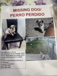 Lost Male Dog last seen Waggoman Street, Fort Worth, TX 76110