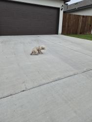 Found/Stray Unknown Dog last seen N.14th st mcallen, McAllen, TX 78504