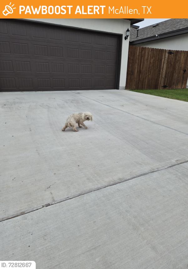 Found/Stray Unknown Dog last seen N.14th st mcallen, McAllen, TX 78504