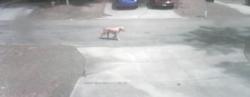 Found/Stray Unknown Dog last seen Oak Park Court Subdivision, Tallahassee, FL 32308