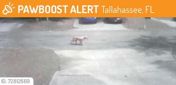 Found/Stray Unknown Dog last seen Oak Park Court Subdivision, Tallahassee, FL 32308