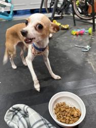 Found/Stray Female Dog last seen Island WaterPark, Fresno, CA 93723