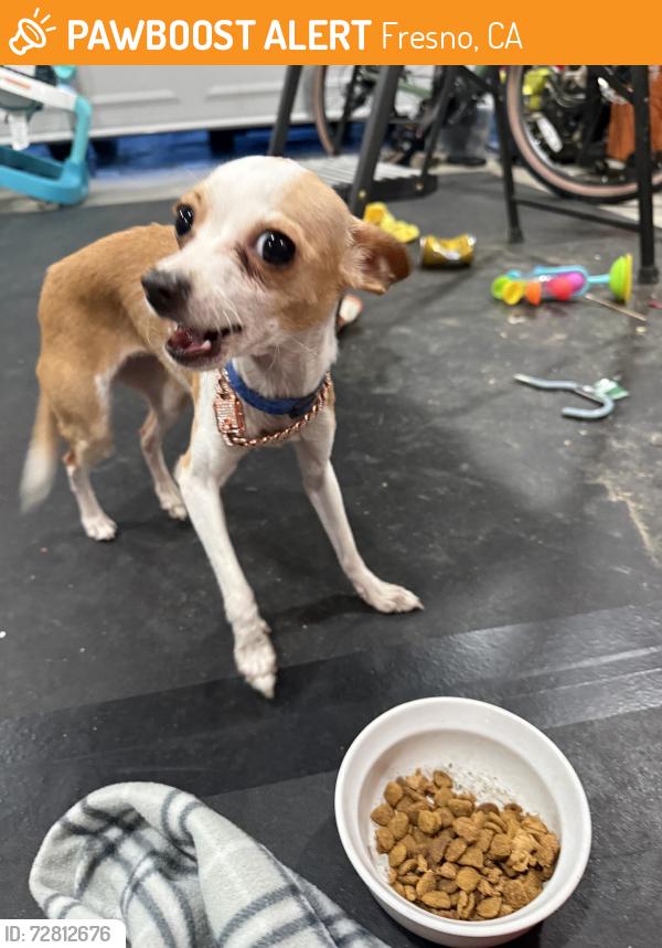 Found/Stray Female Dog last seen Island WaterPark, Fresno, CA 93723