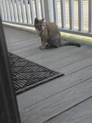 Found/Stray Unknown Cat last seen Near Dolph St Jessup PA , Jessup, PA 18434