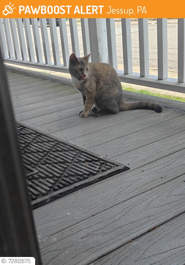 Found/Stray Unknown Cat last seen Near Dolph St Jessup PA , Jessup, PA 18434