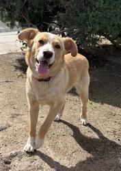 Found/Stray Female Dog last seen Island WaterPark, Fresno, CA 93723