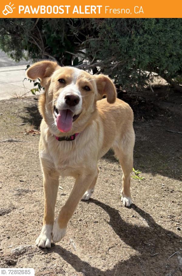 Found/Stray Female Dog last seen Island WaterPark, Fresno, CA 93723