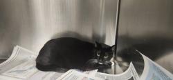 Shelter Stray Male Cat last seen , Los Angeles, CA 90025