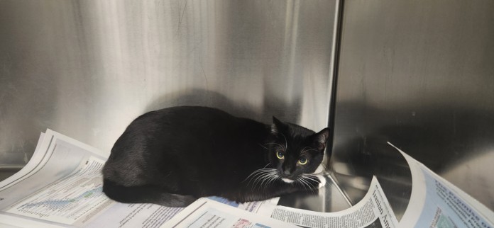 Shelter Stray Male Cat last seen , Los Angeles, CA 90025