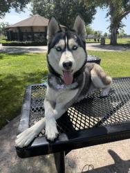 Lost Female Dog last seen Foster Rd and Shoemaker , Norwalk, CA 90650