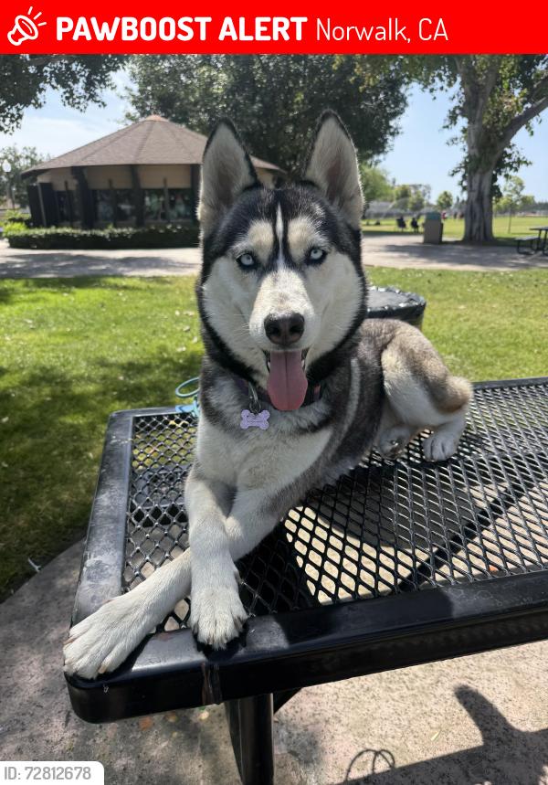 Lost Female Dog last seen Foster Rd and Shoemaker , Norwalk, CA 90650